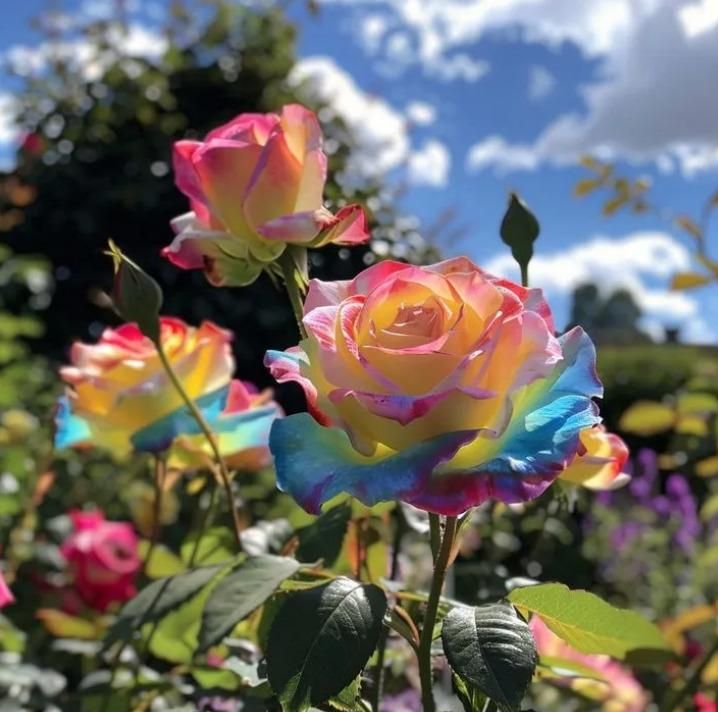 Rainbow Rose Seeds with Free Plant Growth Serum Pack of 1